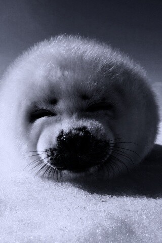 Тюлень-колобок обои