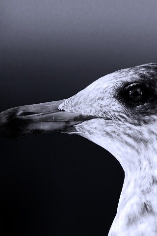 Птичка с длинным клювом обои