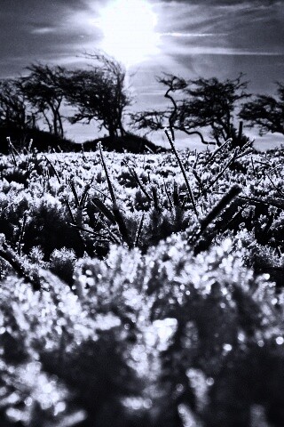 Утренний мороз обои