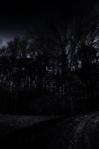 Дорога в лес обои