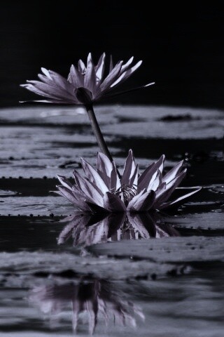 Цветущие кувшинки обои