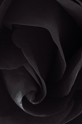 Макро фотка бутона обои