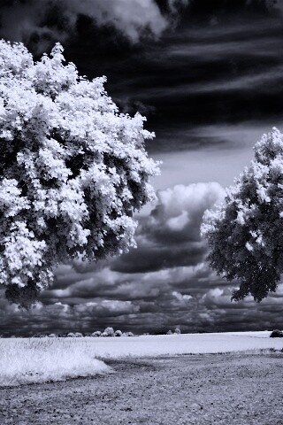 Деревья в цвету обои