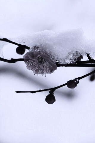 Цветы под снегом обои