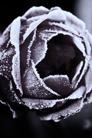 Роза в иние обои