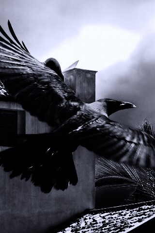 Полёт ворона обои