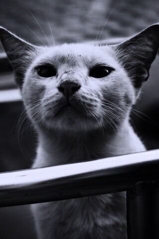 Настороженно принюхивающийся кот обои