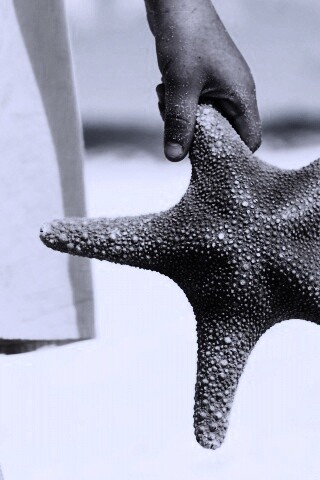 Морская звезда в руке обои