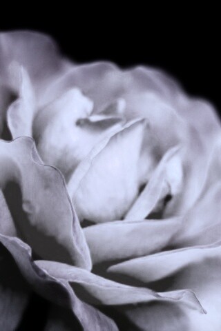 Картинка с нежным розовым цветком обои