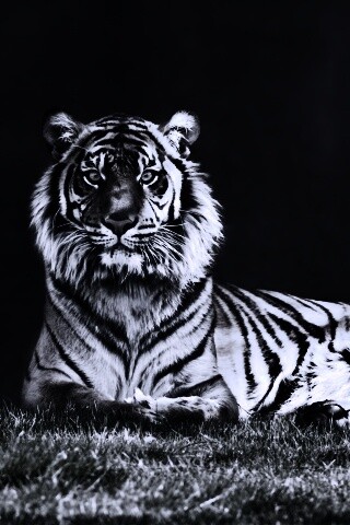 Величественный тигр обои