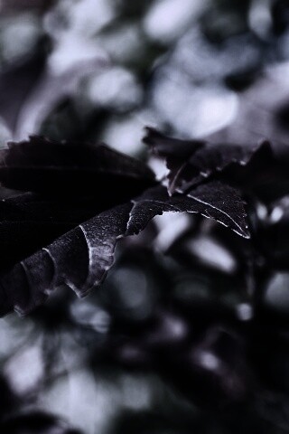 Красивые осенние листья в баговых цветах обои