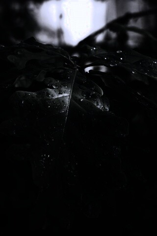 Сочные листья дуба обои