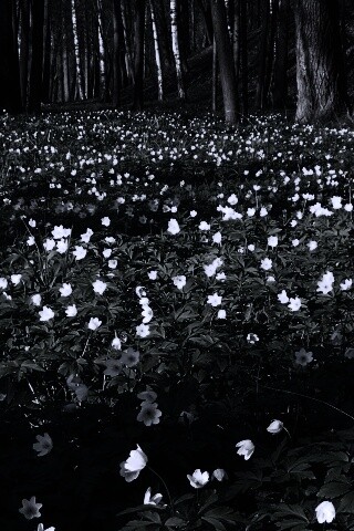 Поляна весенних цветов обои