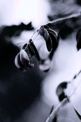 Фиолетовые листья обои