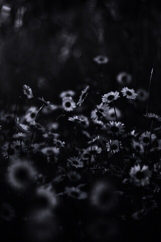 Поле ромашек обои