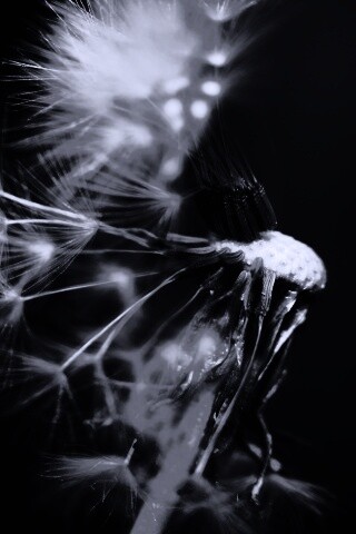 Сдутый одуванчик обои