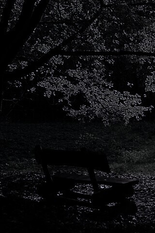 Скамейка под деревом обои