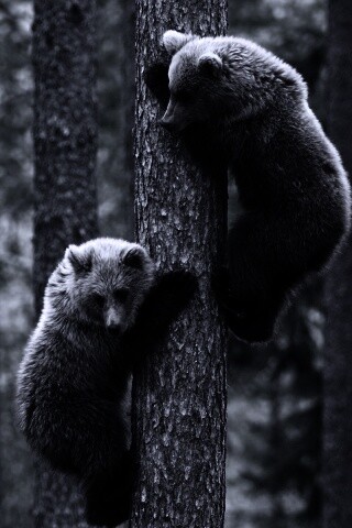 Медвежата обои