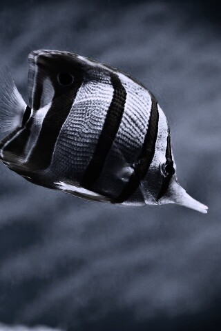 Тропическая рыбка обои