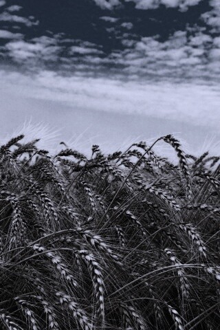 Колосья в поле обои