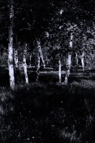 Левитан "Берёзовая роща" обои