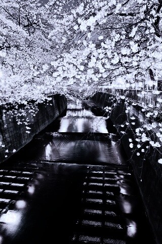 Река и цветение сакуры обои