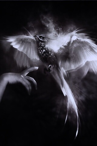 Феникс обои