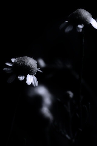 Стремный лепестун обои