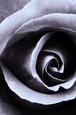 Красивая розовая роза обои