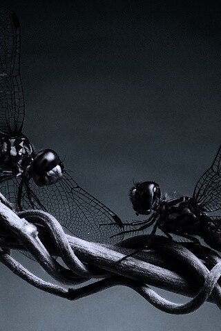 Две стрекозы обои