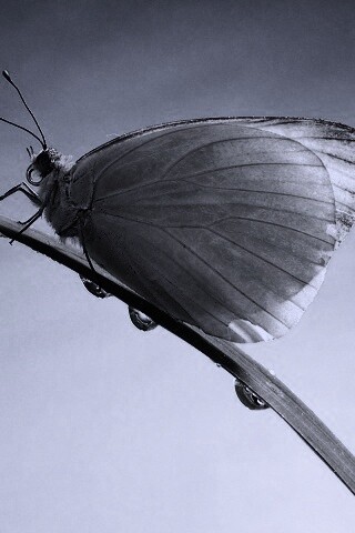 Жёлтая бабочка на стебельке обои