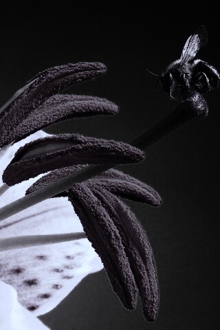 Трудолюбивая пчела на прекрасном цветке обои