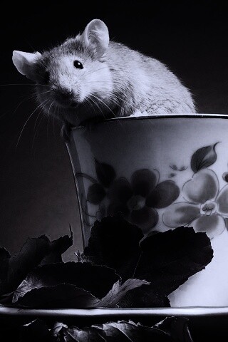 Мышонок выбирается из чашки обои