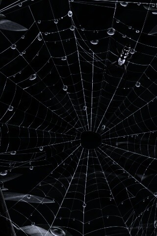 Паутина и паук обои