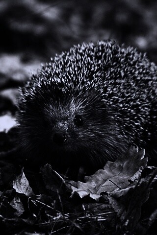 Ежик в осенней листве обои