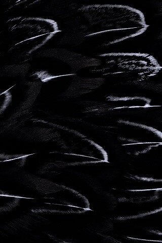 Красивые перья обои