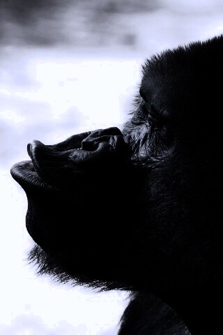 Горилла корчит рожи обои