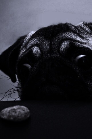 Собака нашла печеньку обои