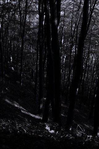 Осенний лес обои