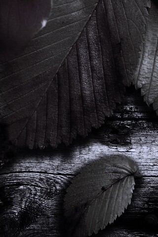 Красиво разложенные листья обои