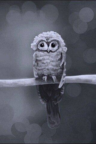 Совушка обои