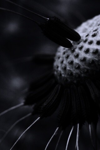 Лысеющий одуванчик обои