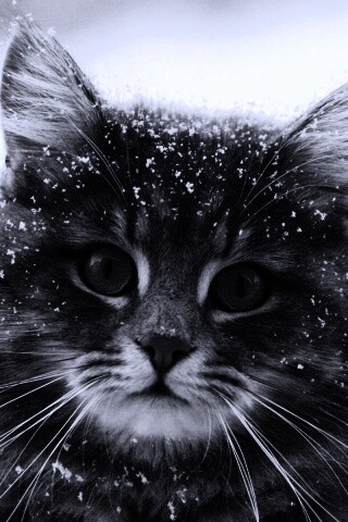 Кот в снегу обои