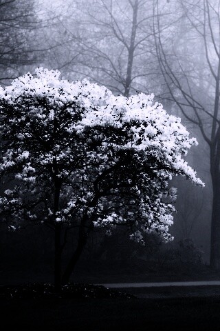 Цветущее дерево обои