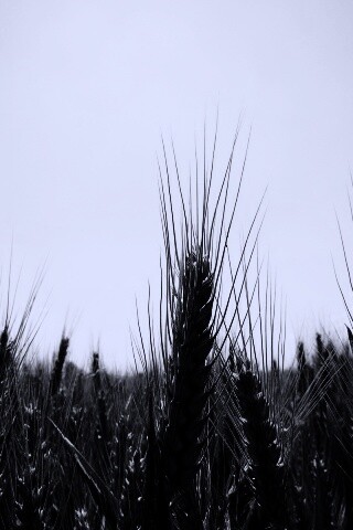 Колосья в поле обои