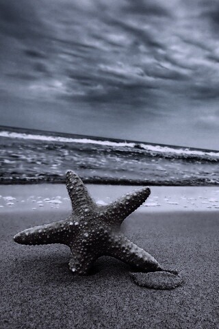 Морская звезда в песке обои