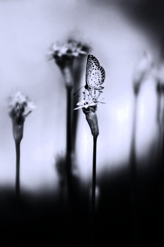 Бабочка на цветке обои