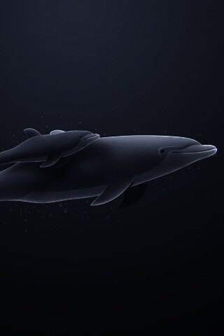 Дельфин и дельфиненок обои