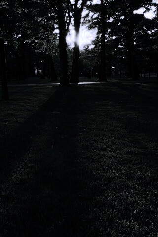 Лучи солнца сквозь листву деревьев обои