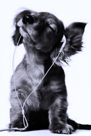 Щенок в наушниках обои